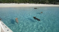 Plutajuće svinje na otoku velikom kayu na bahamima (4 fotografije + 2 video)
